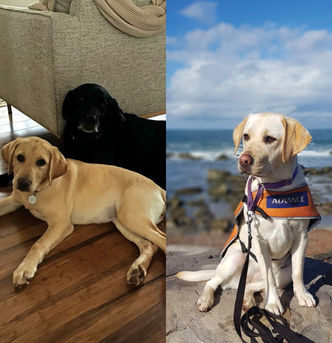 A collage of dogs, two reclining side by side indoors next to a couch, the third outside wearing harness and standing in front of a coastal backdrop