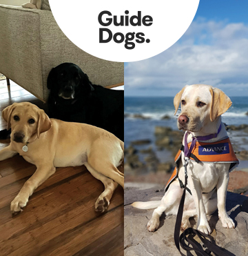 Golden Girls, Eliza and Evie – our sponsored guide dogs-in-training
