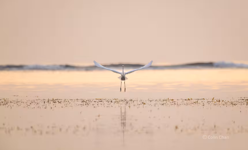 Photograph of a wild Australian bird on the beach taken by Prof Colin Chan. The bird is white with wings outstretched in the centre of the frame, a wave is developing in the background.