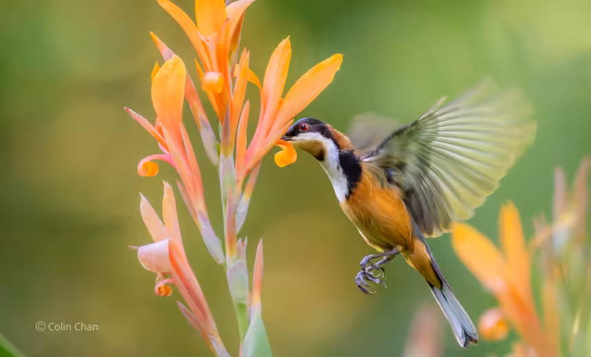 Australian native bird photograph taken by Prof Colin Chan. A small yellow, black and white bird with green wings flutters by an orange flower seeking nectar.