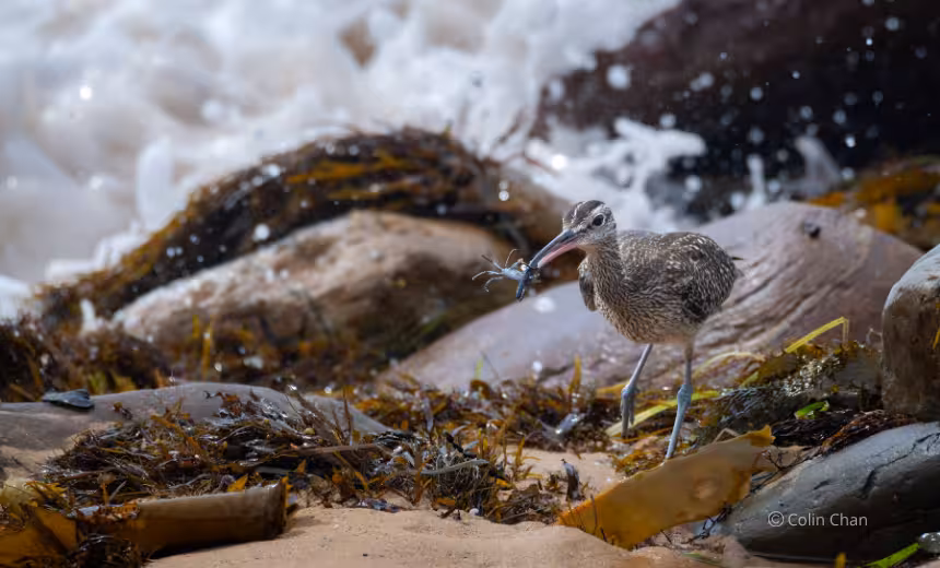 Image taken by Prof Colin Chan of an australian bird the whimbrel catching a freshly caught crab as it tries to outrun an incoming wave at Long Reef Aquatic Reserve for the 2026 Animals in Nature award for the Australian Geographic Photograph Awards